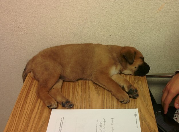 Hayatı Anlamaya Çalışan 18 Meraklı Yavru Köpek 8